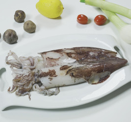 Calamar Sahariano pequeño