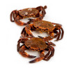 Nécora cruda entera (9/12 uds/kg) - 5 Océanos
